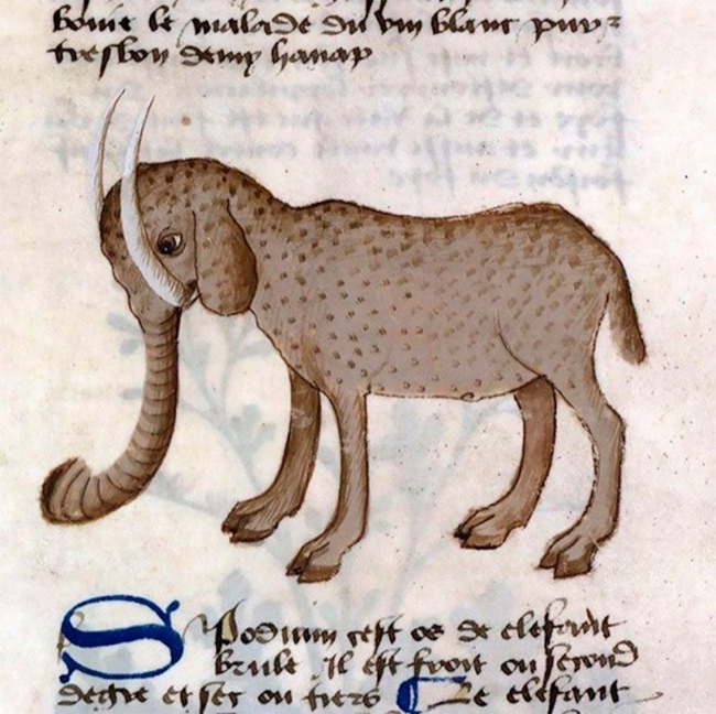 A bestiary elephant with hooved feet, tusks and a tube-like trunk, drawn in a medieval manuscript